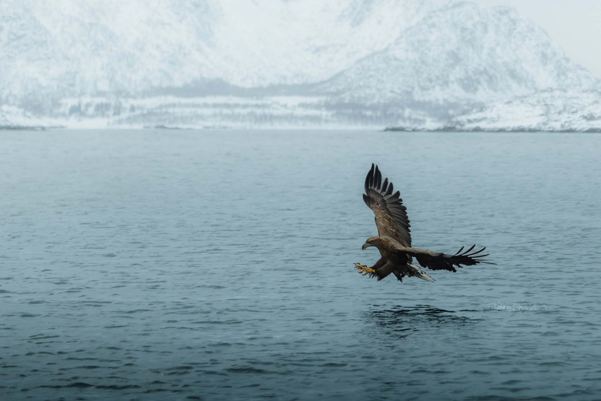 A sea eagle above the fjord